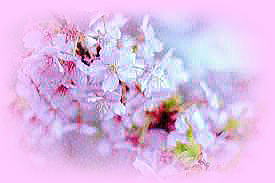 桜写真 桜写真
