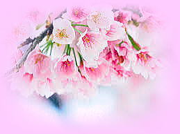 桜写真